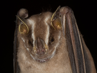 Another new Bat Species for Reserve